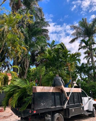 Landscape Installation at San Marino Islands, Miami Beach, FL - Transforming outdoor spaces in San Marino Island with a stunning landscape installation! Featuring lush Alexander double palms, towering Monstera, vibrant Areca palms, elegant White Birds of Paradise, graceful Robellini, hardy Clusia hedges, and colorful Crotons for a tropical paradise
