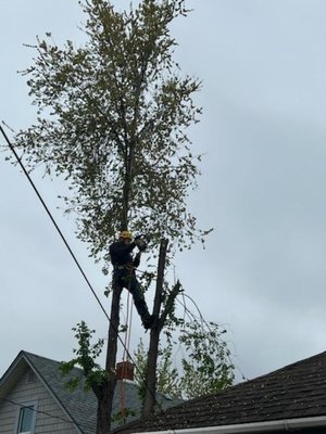 Elm removal - This tree was hanging over the house and the power lines. Homeowner wanted this elm taken down and the debris left on site. Took me about an hour to safely remove some rigging and lowering of branches was required.