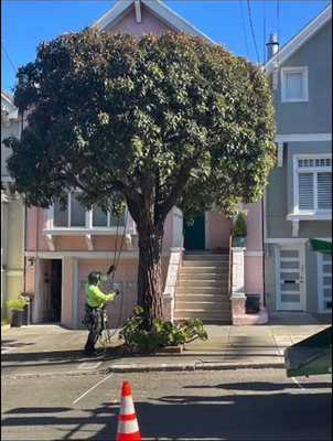 Red Flowering Gum Tree Pruning - Professional pruning of a mature red flowering gum tree in a residential San Francisco neighborhood. Our certified arborists performed structural pruning to improve canopy balance, reduce weight, and support long-term tree health while preserving the tree’s natural form.
Scope of work included selective limb removal, crown thinning for improved airflow and light, and clearance from the home and sidewalk for safety and visibility. All cuts followed proper arboricultural standards to promote healthy regrowth.
The result is a safer, healthier tree with improved structure, appearance, and curb appeal, completed with full cleanup and respect for the surrounding property. Red Flowering Gum Tree Pruning - Professional pruning of a mature red flowering gum tree in a residential San Francisco neighborhood. Our certified arborists performed structural pruning to improve canopy balance, reduce weight, and support long-term tree health while preserving the tree’s natural form.
Scope of work included selective limb removal, crown thinning for improved airflow and light, and clearance from the home and sidewalk for safety and visibility. All cuts followed proper arboricultural standards to promote healthy regrowth.
The result is a safer, healthier tree with improved structure, appearance, and curb appeal, completed with full cleanup and respect for the surrounding property.