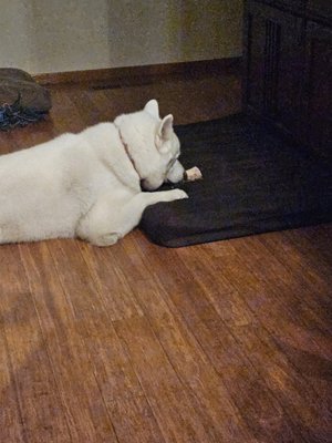 Reyna - This white beauty is staying with me for 16 days while her parents are in Germany.  She is so soft and loving and easy to keep around.  I introduced her to the dog treadmill as a form of excercise as well as her playtime with my male Grecko.