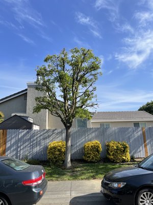 Tree Trimming - This customer's tree had overgrown and developed some mistletoe which made it look very unappealing to her and wanted it to be removed. We told her that we could bring down the top and trim up the sides as well as remove all the mistletoe to make it have that tree look again. In the end she was very happy that we trimmed it up instead of removing the tree. Tree Trimming - This customer's tree had overgrown and developed some mistletoe which made it look very unappealing to her and wanted it to be removed. We told her that we could bring down the top and trim up the sides as well as remove all the mistletoe to make it have that tree look again. In the end she was very happy that we trimmed it up instead of removing the tree.