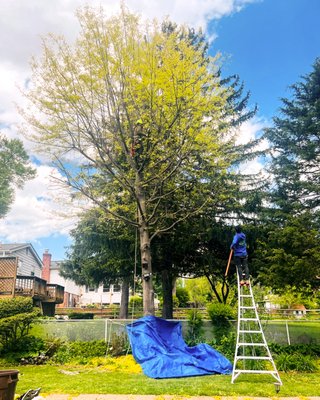 Shaping Trees Service - It consists of cutting the crown of the tree, either due to its height or according to the client's taste, which is convenient for the tree and at the same time it is shaped, which is very beneficial for the health and longevity of the tree. Shaping Trees Service - It consists of cutting the crown of the tree, either due to its height or according to the client's taste, which is convenient for the tree and at the same time it is shaped, which is very beneficial for the health and longevity of the tree.