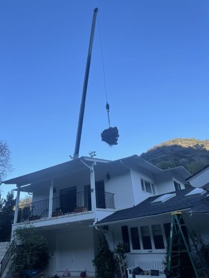 Crane assisted tree removal - This was an emergency tree removal job that was done in the greater Los Angeles area. The client called me and we did the job the next day. I knew the job had to be done with a crane to avoid further damage. The client was very pleased with our professionalism. Crane assisted tree removal - This was an emergency tree removal job that was done in the greater Los Angeles area. The client called me and we did the job the next day. I knew the job had to be done with a crane to avoid further damage. The client was very pleased with our professionalism.