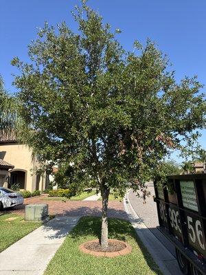 Oak removal - A small oak removal with stump grinding without disturbing the curbing. Free Estimates Oak removal - A small oak removal with stump grinding without disturbing the curbing. Free Estimates