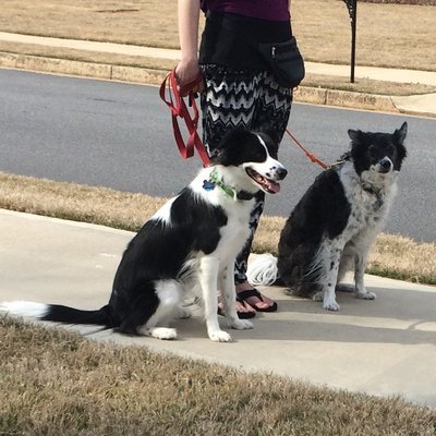 Dog Reactive Raleigh - We are so proud of Raleigh and her owner for the progress they have seen in Raleigh's dog reactivity. Way to go!