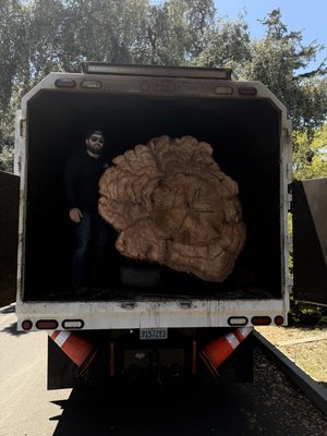 Some nice shots from our tree service team ! 👍 - These images highlight the range of our services — from complete tree removals to beautiful ornamental pruning. We take pride in delivering clean, professional results every time. You can count on us to get the job done right. Some nice shots from our tree service team ! 👍 - These images highlight the range of our services — from complete tree removals to beautiful ornamental pruning. We take pride in delivering clean, professional results every time. You can count on us to get the job done right.