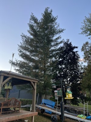 Pine Removal - This beautiful Pine began making the homeowner uneasy as it significantly surpassed the neighbour's house in size. A quick, clean removal of this Pine helped ease the worry of the homeowner and neighbour, and everyone was happy to know we planted two trees offsite to help offset the loss of this magnificent tree. Pine Removal - This beautiful Pine began making the homeowner uneasy as it significantly surpassed the neighbour's house in size. A quick, clean removal of this Pine helped ease the worry of the homeowner and neighbour, and everyone was happy to know we planted two trees offsite to help offset the loss of this magnificent tree.