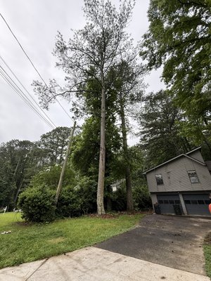 4 pine trees from the front yard and 3 from back yard. - Removing 4 hazardous pine trees from the front yard and 3 more from the backyard. The entire property is now safer and more open. Job completed with precision and care by Alpha & Omega Tree Services 4 pine trees from the front yard and 3 from back yard. - Removing 4 hazardous pine trees from the front yard and 3 more from the backyard. The entire property is now safer and more open. Job completed with precision and care by Alpha & Omega Tree Services