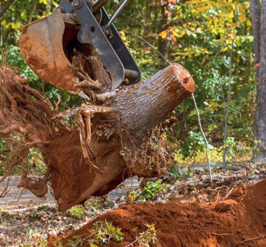 Stump Removal & Grinding - Big Wood Tree Services is your provider for all your tree services. We can grind or remove any stump in your home! Call us today