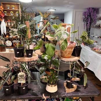 Exotic Indoor plants - Come see our exotic indoor plant inventory