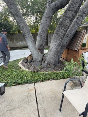 Emergency Tree Removal of Split Red Oak - This client reached out to us at 6pm on Friday night. Once we were informed that the tree had split & was laying on the roof we immediately dispatched our removal team. Once on site we assessed the situation, set up our equipment, & removed the tree safely & efficiently Emergency Tree Removal of Split Red Oak - This client reached out to us at 6pm on Friday night. Once we were informed that the tree had split & was laying on the roof we immediately dispatched our removal team. Once on site we assessed the situation, set up our equipment, & removed the tree safely & efficiently