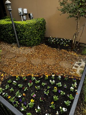 Planted winter flowers - Customer wanted winter flowers and new soil planted Planted winter flowers - Customer wanted winter flowers and new soil planted