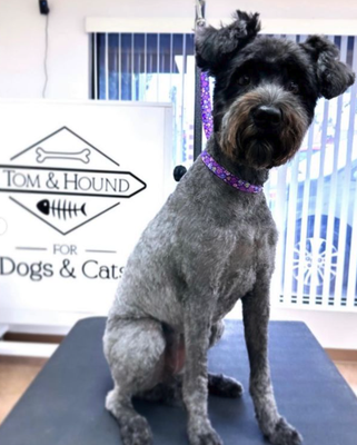 Dog Grooming Services - New groomer in town at Tom & Hound, get your pet holiday ready today! Dog Grooming Services - New groomer in town at Tom & Hound, get your pet holiday ready today!