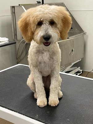 Satisfied patrons! - Dee-O-Gee offers full grooming services. go to our website for more information or call 970-629-6600. Satisfied patrons! - Dee-O-Gee offers full grooming services. go to our website for more information or call 970-629-6600.