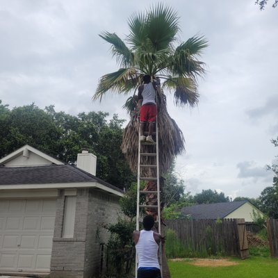 Dead palms - We received a call about an unappealing palm tree due to the amount of dead palms leaves. We came out got the tree looking summer time ready! Dead palms - We received a call about an unappealing palm tree due to the amount of dead palms leaves. We came out got the tree looking summer time ready!