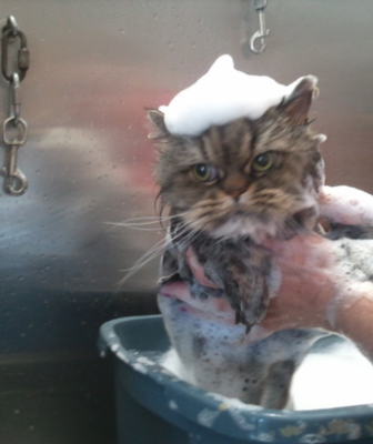 Yes we groom Kitties! 🐱 - Full Groom
One to Two baths, ear cleaning, nail trim, dry, body shave, head and tail comb out
Bath & Brush
One bath, ear cleaning, nail trim, dry, with full comb out
Comb Out Only
Full comb out and dematting
Nails
Nail trim with or without soft nails, nail caps
No appointment needed for nails! Yes we groom Kitties! 🐱 - Full Groom
One to Two baths, ear cleaning, nail trim, dry, body shave, head and tail comb out
Bath & Brush
One bath, ear cleaning, nail trim, dry, with full comb out
Comb Out Only
Full comb out and dematting
Nails
Nail trim with or without soft nails, nail caps
No appointment needed for nails!
