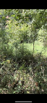 Land clearing - This was around what used to be an old pond. However, nature took over. The customer is now able to access all the way around his pond and restore it to its original beauty!