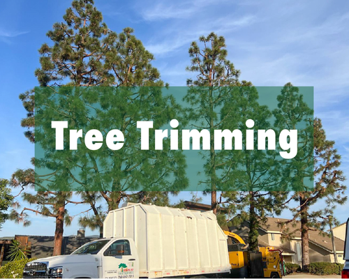 Tree Trimming - We keep your trees looking beautiful all year long! Call us for a free estimate for professional Tree Trimming! Tree Trimming - We keep your trees looking beautiful all year long! Call us for a free estimate for professional Tree Trimming!