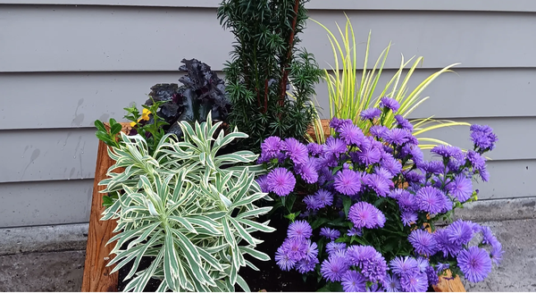 Gardening/Seasonal Planters (My Specialty) - Gardening involves the care and cultivation of plants, flowers, vegetables, and herbs in outdoor or indoor spaces. Services typically include planting, weeding, pruning, fertilizing, and general maintenance to promote healthy growth and an attractive appearance. Whether creating a new garden bed or maintaining existing landscapes, professional gardeners help keep your green spaces thriving, beautiful, and enjoyable year-round. Gardening/Seasonal Planters (My Specialty) - Gardening involves the care and cultivation of plants, flowers, vegetables, and herbs in outdoor or indoor spaces. Services typically include planting, weeding, pruning, fertilizing, and general maintenance to promote healthy growth and an attractive appearance. Whether creating a new garden bed or maintaining existing landscapes, professional gardeners help keep your green spaces thriving, beautiful, and enjoyable year-round.