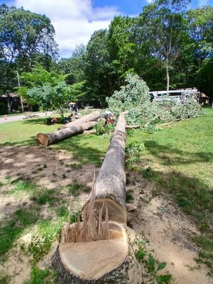 Tree removals - This was 7 big white oak trees we removed for a very reasonable rate in toland,  I wanted the wood for my sawmill so i even threw in the stump grinding for free..