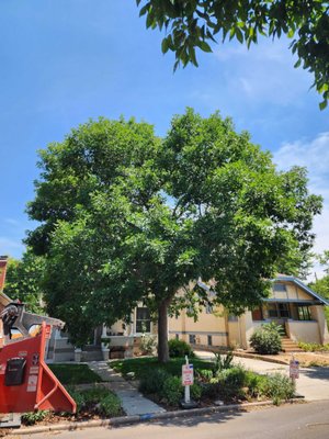 Clean, Clear and Reduce - Structural Prune- Ash Tree - Denver Co. - Before and After Pic - Clean, Clear and Reduce - Structural Prune- Ash Tree - Denver Co. Clean, Clear and Reduce - Structural Prune- Ash Tree - Denver Co. - Before and After Pic - Clean, Clear and Reduce - Structural Prune- Ash Tree - Denver Co.
