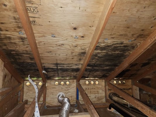 Mold In Attic - Poor ventilation in the attic was the cause of the extensive amount of mold growth found.