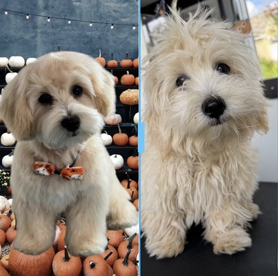 Puppy Haircuts - Starting puppies off and the right foot ensures grooming becomes a part of life for them. Our goal is to help them to feel safe, confident, and trusting of the process.