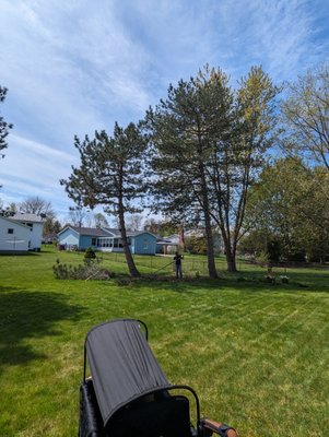 Pine Tree Removal - Pine Tree Removal Before and After