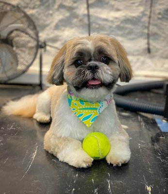 We are the shih tzu! - We groom all breeds! For this post, we'd like to share the many faces of the shih tzu. With so many different looks, here is a peak of just some of the styles we have created... everything from Glam to Tough ! Well- tough for a shih tzu - ha! We are the shih tzu! - We groom all breeds! For this post, we'd like to share the many faces of the shih tzu. With so many different looks, here is a peak of just some of the styles we have created... everything from Glam to Tough ! Well- tough for a shih tzu - ha!