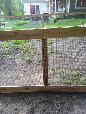 deer Fence for garden to keep animals out - we removed old fence an then built a cedar deer Fence with 1 in black welded wire buried Fence one foot in ground along with posts an cemented it all in so no animals could get in deer Fence for garden to keep animals out - we removed old fence an then built a cedar deer Fence with 1 in black welded wire buried Fence one foot in ground along with posts an cemented it all in so no animals could get in