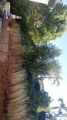 Clean up and trees trimming - It’s a clean up and trees trimming Clean up and trees trimming - It’s a clean up and trees trimming