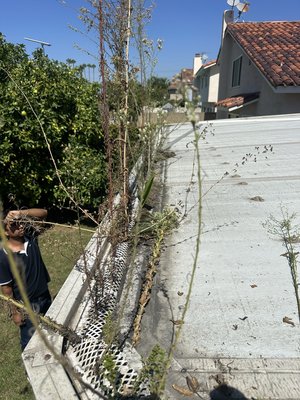 12 years without cleaning gutters - This home in La Palma California needed gutter services.
Flushed, cleaned , and rinsed . 12 years without cleaning gutters - This home in La Palma California needed gutter services.
Flushed, cleaned , and rinsed .
