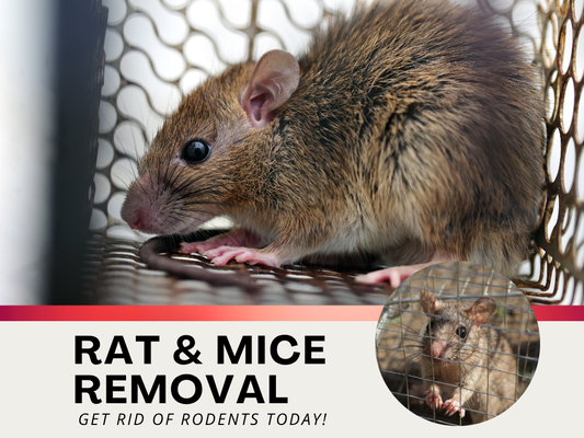 Rat & Mice Removal Services - Our rat and mice removal service is designed to safely and humanely eliminate rodent infestations from residential properties. Technicians identify nesting areas and entry points, then implement a tailored removal plan that includes live-capture methods whenever possible. Humane traps are strategically placed to ensure rodents are caught without harm and relocated safely.