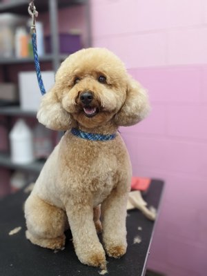 Freshly Cut Puppy Butts - These are some photos of pups during & after the grooming process. Freshly Cut Puppy Butts - These are some photos of pups during & after the grooming process.