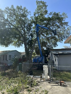 Technical Tree Trimming - It's important to note that tree trimming should be done by skilled professionals who understand the appropriate pruning techniques, trees can become injured if not pruned properly.
There are several reasons why you should consider having your tree trimmed. Here are some key benefits of tree trimming:
Tree Health: Regular tree trimming promotes the overall health and vitality of the tree.
Safety: Trimming helps eliminate hazardous branches that are at risk of falling, especially during storms or high winds.
Aesthetics: Trimming enhances the visual appeal and shape of the tree, contributing to an attractive landscape.
Clearance and Space: Tree trimming helps create clearance and space in your surroundings.
Light and Views: Trimming can increase the amount of sunlight that reaches your property, allowing for better growth of grass, flowers, or other plants in your garden.
Encourages Fruit Production: Pruning fruit-bearing trees can stimulate better fruit production.
Structural Integrity: By removing weak or crossing branches, you can reduce the risk of branch failure and ensure a more stable and durable tree structure overall. Technical Tree Trimming - It's important to note that tree trimming should be done by skilled professionals who understand the appropriate pruning techniques, trees can become injured if not pruned properly.
There are several reasons why you should consider having your tree trimmed. Here are some key benefits of tree trimming:
Tree Health: Regular tree trimming promotes the overall health and vitality of the tree.
Safety: Trimming helps eliminate hazardous branches that are at risk of falling, especially during storms or high winds.
Aesthetics: Trimming enhances the visual appeal and shape of the tree, contributing to an attractive landscape.
Clearance and Space: Tree trimming helps create clearance and space in your surroundings.
Light and Views: Trimming can increase the amount of sunlight that reaches your property, allowing for better growth of grass, flowers, or other plants in your garden.
Encourages Fruit Production: Pruning fruit-bearing trees can stimulate better fruit production.
Structural Integrity: By removing weak or crossing branches, you can reduce the risk of branch failure and ensure a more stable and durable tree structure overall.
