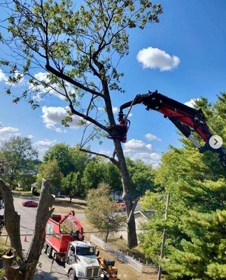 Removals in Prospect - Removals in Prospect. 🌳 Best crew around!! 😎 #trees #removal #thetreeguyohio #treelife #bestcrew #prospectohio #ohioarborist Removals in Prospect - Removals in Prospect. 🌳 Best crew around!! 😎 #trees #removal #thetreeguyohio #treelife #bestcrew #prospectohio #ohioarborist