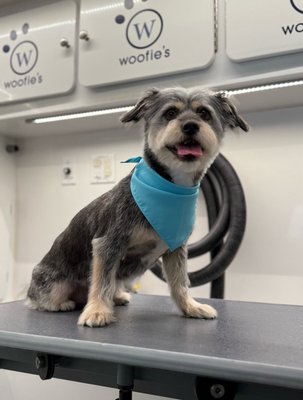 Stoney’s Spaw Day - This sweet boy got a glow-up from Woofie’s!
Our luxury mobile bath includes thorough brushing to remove loose hair, a hydro-massage bath with premium shampoo, followed by our special no-tears blueberry facial muzzle wash to remove stains. Thorough ear cleaning, a nail trim or dremel, and a towel dry followed by blow dryer made especially for dogs. And finally a light, fragrant spritz.
A full groom adds a haircut to your preference or breed standard with pricing dependent on coat condition and temperament. Stoney’s Spaw Day - This sweet boy got a glow-up from Woofie’s!
Our luxury mobile bath includes thorough brushing to remove loose hair, a hydro-massage bath with premium shampoo, followed by our special no-tears blueberry facial muzzle wash to remove stains. Thorough ear cleaning, a nail trim or dremel, and a towel dry followed by blow dryer made especially for dogs. And finally a light, fragrant spritz.
A full groom adds a haircut to your preference or breed standard with pricing dependent on coat condition and temperament.