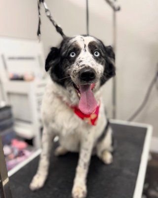 Dog Grooming - Happy pups Dog Grooming - Happy pups