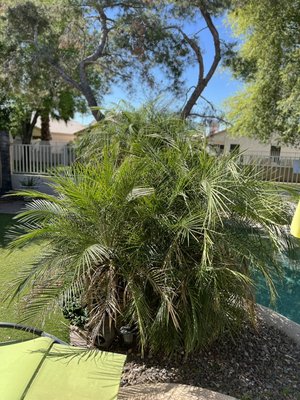 Palm trees trimmed 2024 - Call today for a free estimate