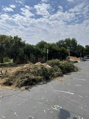 Yard debris, cleanup, and haul in Malibu, California - This yard debris cleanup was done for a Church in Malibu, California Yard debris, cleanup, and haul in Malibu, California - This yard debris cleanup was done for a Church in Malibu, California