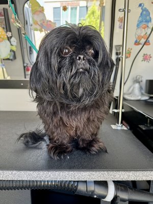Full haircut, full shave needed.. - Full shave down needed.. This sweet boy is feeling much better.