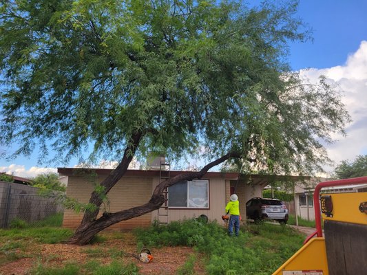 Aug 2021 Mesquite Removal - Large mesquite tree removal. Had to battle through the monsoons this day, but we were able to safely remove this mesquite. We are there 24/7 for emergency services! Aug 2021 Mesquite Removal - Large mesquite tree removal. Had to battle through the monsoons this day, but we were able to safely remove this mesquite. We are there 24/7 for emergency services!