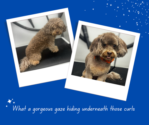 Before & After - View some before and after photos of our pet clients. Each Pet Client and Pet Parent has unique needs, and we listen and advise to get the best outcome. Sometimes it takes a few visits to achieve the desired "look". Check back again for more! Before & After - View some before and after photos of our pet clients. Each Pet Client and Pet Parent has unique needs, and we listen and advise to get the best outcome. Sometimes it takes a few visits to achieve the desired "look". Check back again for more!