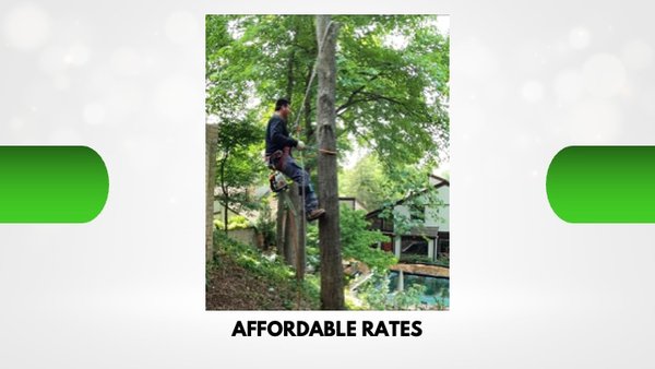 Affordable Rates ☎️ - Tree and Stump Removal Services, Tree Trimming, Pruning, Deadwood, Large and Dangerous Trees, 24/7 Emergency Service, Lot Clearing, and Commercial Services. Affordable Rates ☎️ - Tree and Stump Removal Services, Tree Trimming, Pruning, Deadwood, Large and Dangerous Trees, 24/7 Emergency Service, Lot Clearing, and Commercial Services.