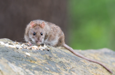 🐭🚫 Rodent Exclusion Experts 🚫🐭 - 🐭🚫 Rodent Exclusion Experts — Your Home, Rodent-Free! 🚫🐭
Protect your property with our fast and effective rodent exclusion services.
Seal out unwanted guests and enjoy peace of mind—call today! 🐭🚫 Rodent Exclusion Experts 🚫🐭 - 🐭🚫 Rodent Exclusion Experts — Your Home, Rodent-Free! 🚫🐭
Protect your property with our fast and effective rodent exclusion services.
Seal out unwanted guests and enjoy peace of mind—call today!