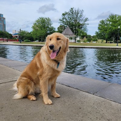 Public access work - While your dog is training with our qualified trainers, they go on many public outings with us. Public access work - While your dog is training with our qualified trainers, they go on many public outings with us.