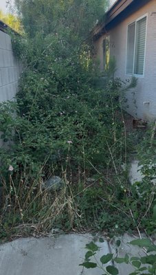 Land Clearing - This customer request requested to clear all the weeds and all the dead trees, hedges and bushes so they could actually use their backyard again. Our crew came in in one day and completely transformed their backyard so their kids could play and enjoy it once again. Land Clearing - This customer request requested to clear all the weeds and all the dead trees, hedges and bushes so they could actually use their backyard again. Our crew came in in one day and completely transformed their backyard so their kids could play and enjoy it once again.