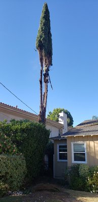 Hyper Tree - This hyper tree was between houses with cables crossing and in a tight spot. Our team was very careful while completing the project. Not only were we careful but we had the job complete within a day.