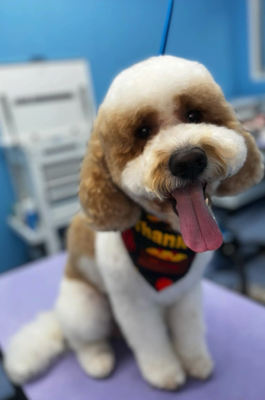 Pup Clients - We are proud to offer a variety of services for your furry friend. Our range of services include full-service pet grooming, self-serve pet wash station, doggie day care, and pet taxi. Hope to see your pup soon! Pup Clients - We are proud to offer a variety of services for your furry friend. Our range of services include full-service pet grooming, self-serve pet wash station, doggie day care, and pet taxi. Hope to see your pup soon!