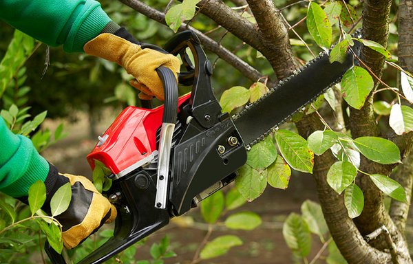 Tree Services - We offer god price for you project and guarantee our service. Tree Services - We offer god price for you project and guarantee our service.